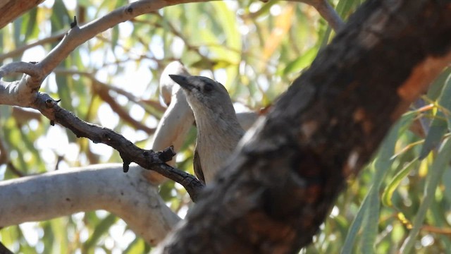 Gray Shrikethrush - ML625286082