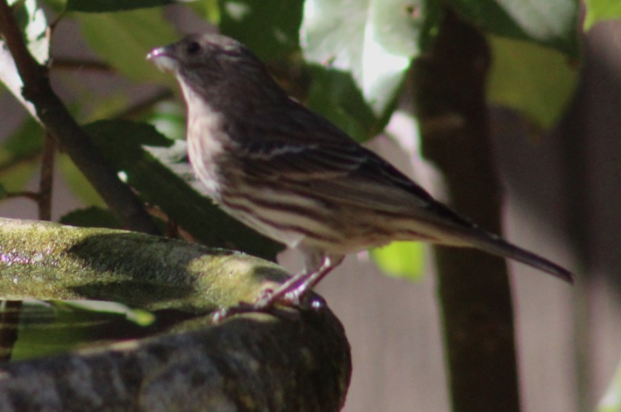 House Finch - ML625286084