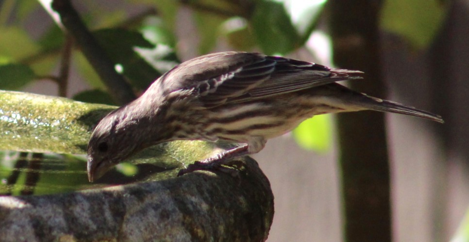 House Finch - ML625286085