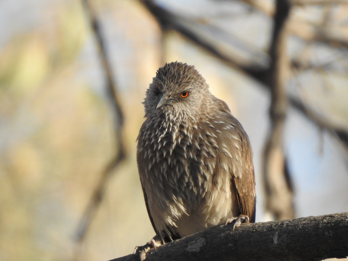 Arrow-marked Babbler - ML625286122
