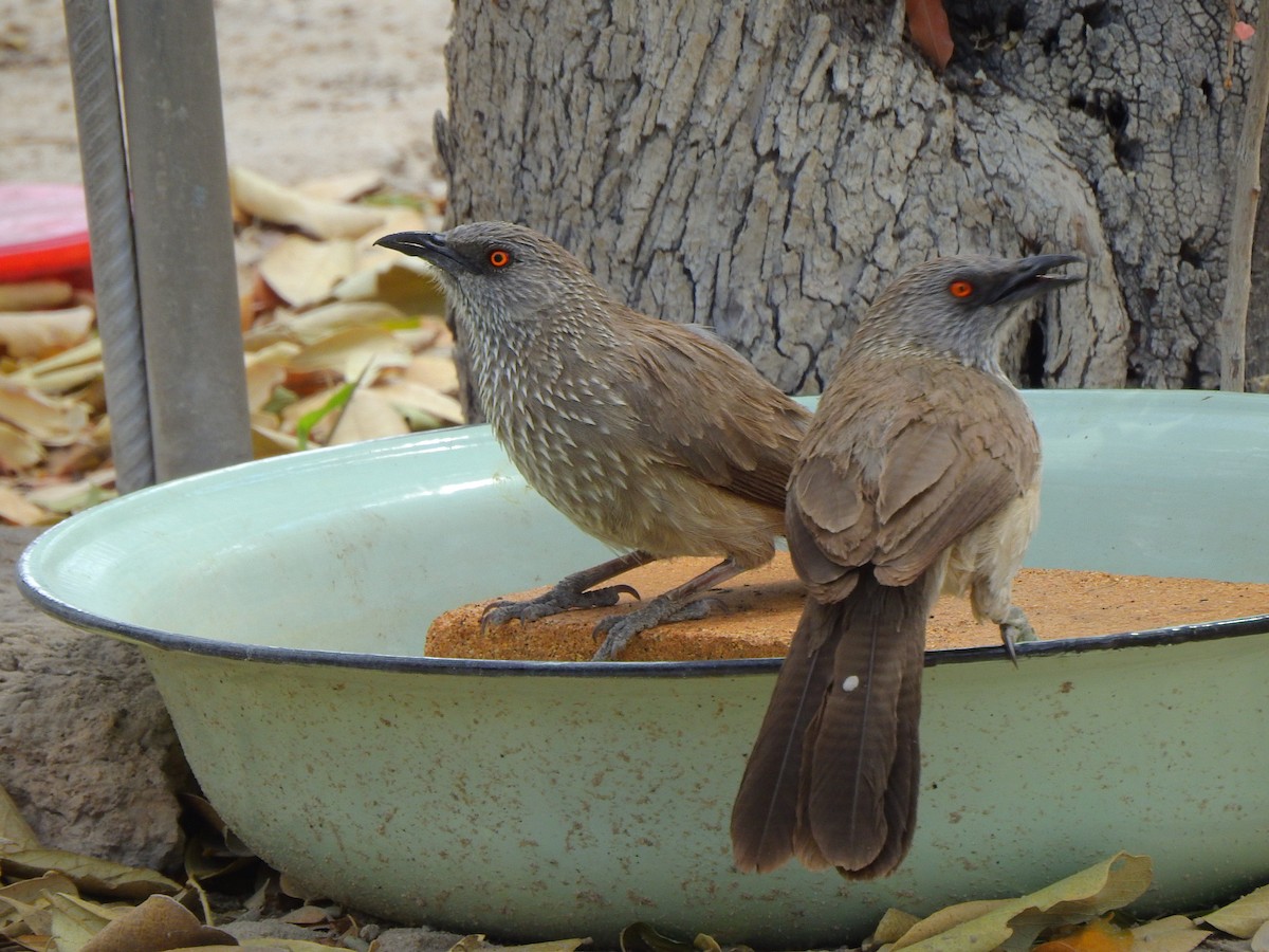 Arrow-marked Babbler - ML625286134