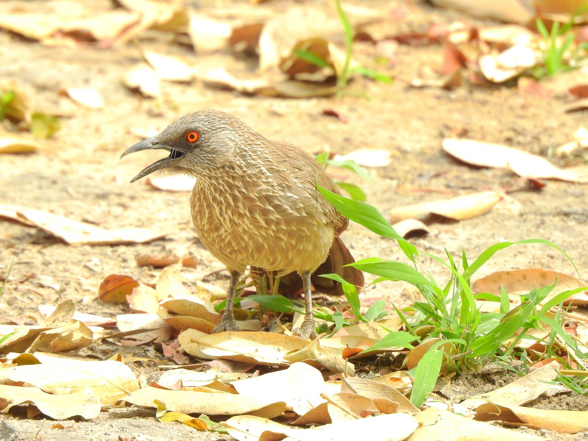 Arrow-marked Babbler - ML625286142
