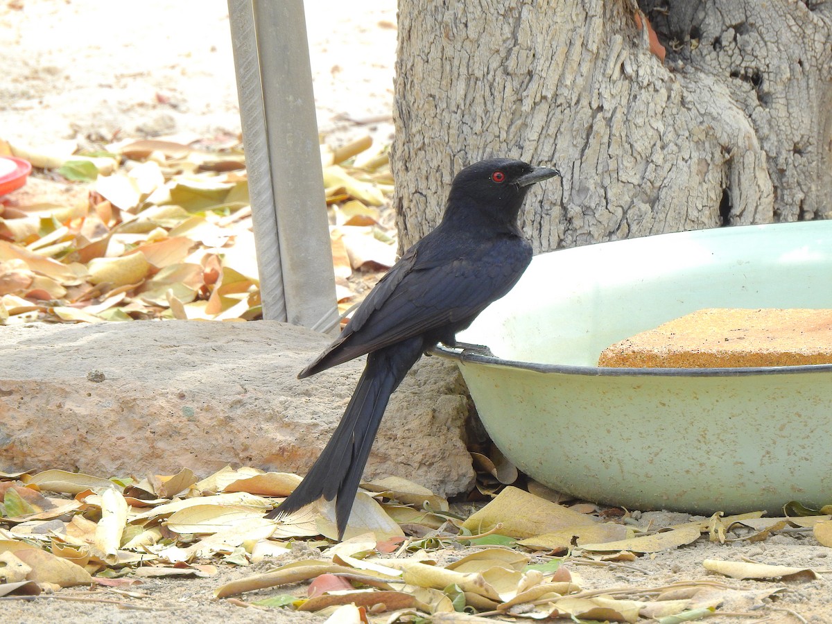 Fork-tailed Drongo - ML625286151