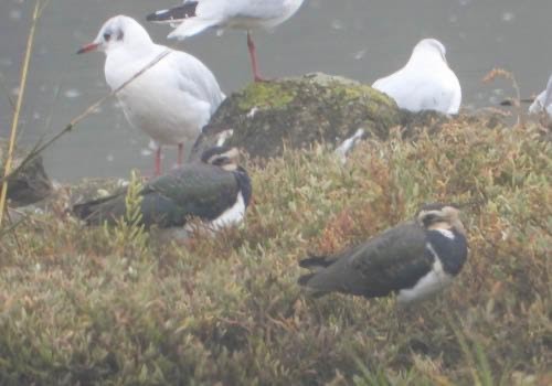 Northern Lapwing - ML625286158