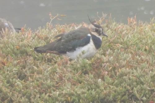 Northern Lapwing - ML625286159