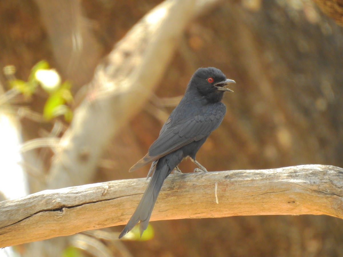 Fork-tailed Drongo - ML625286164