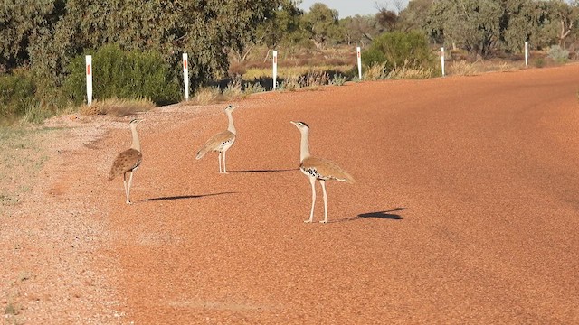 Australian Bustard - ML625286185