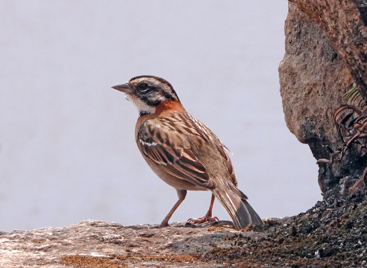 Rufous-collared Sparrow - ML625286202