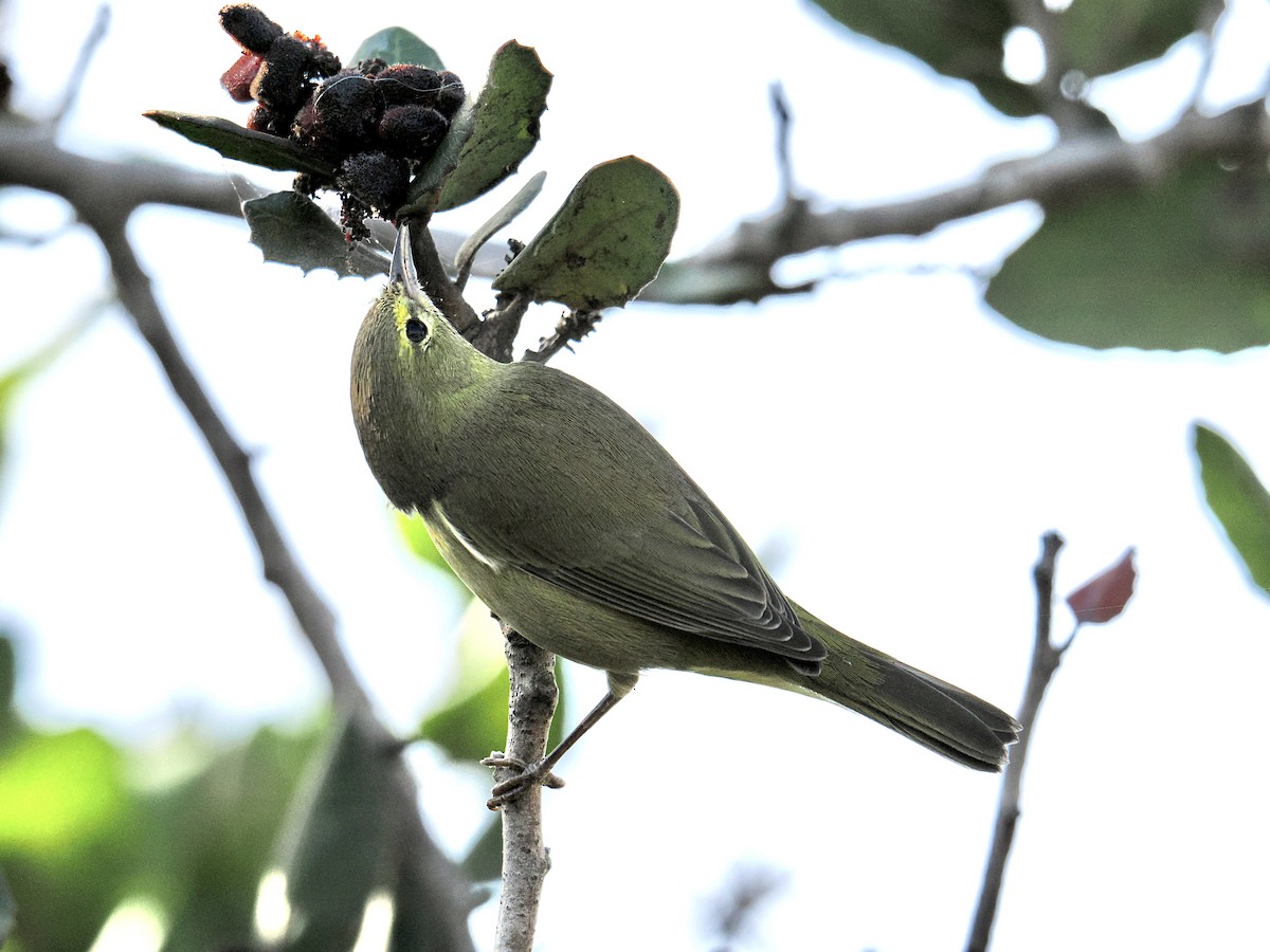 Orange-crowned Warbler - ML625286220
