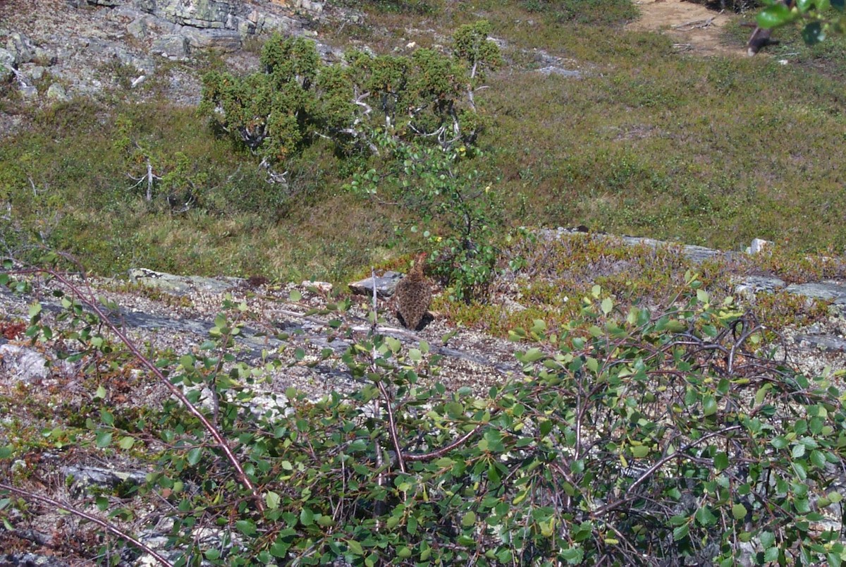 Willow Ptarmigan - ML625286239