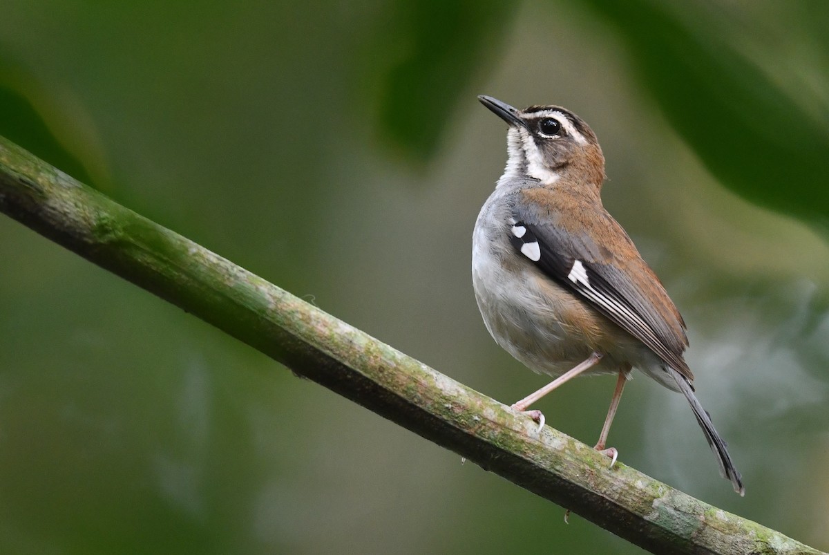 Forest Scrub-Robin (Huila) - ML625286418