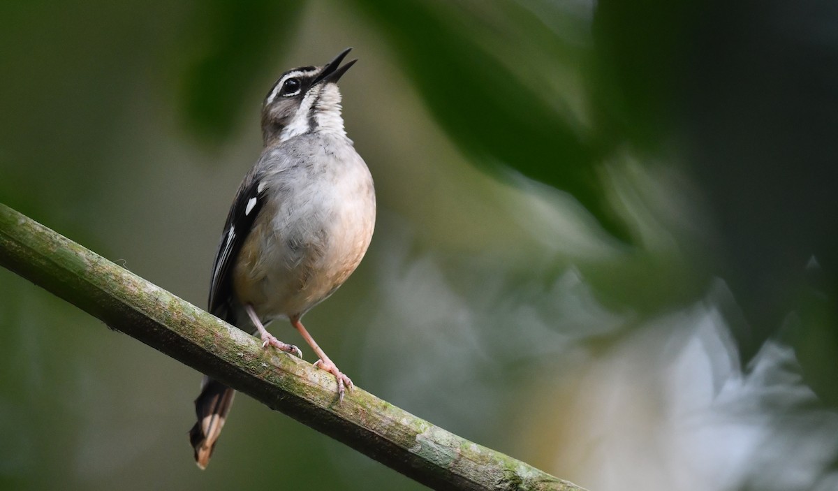 Forest Scrub-Robin (Huila) - ML625286419