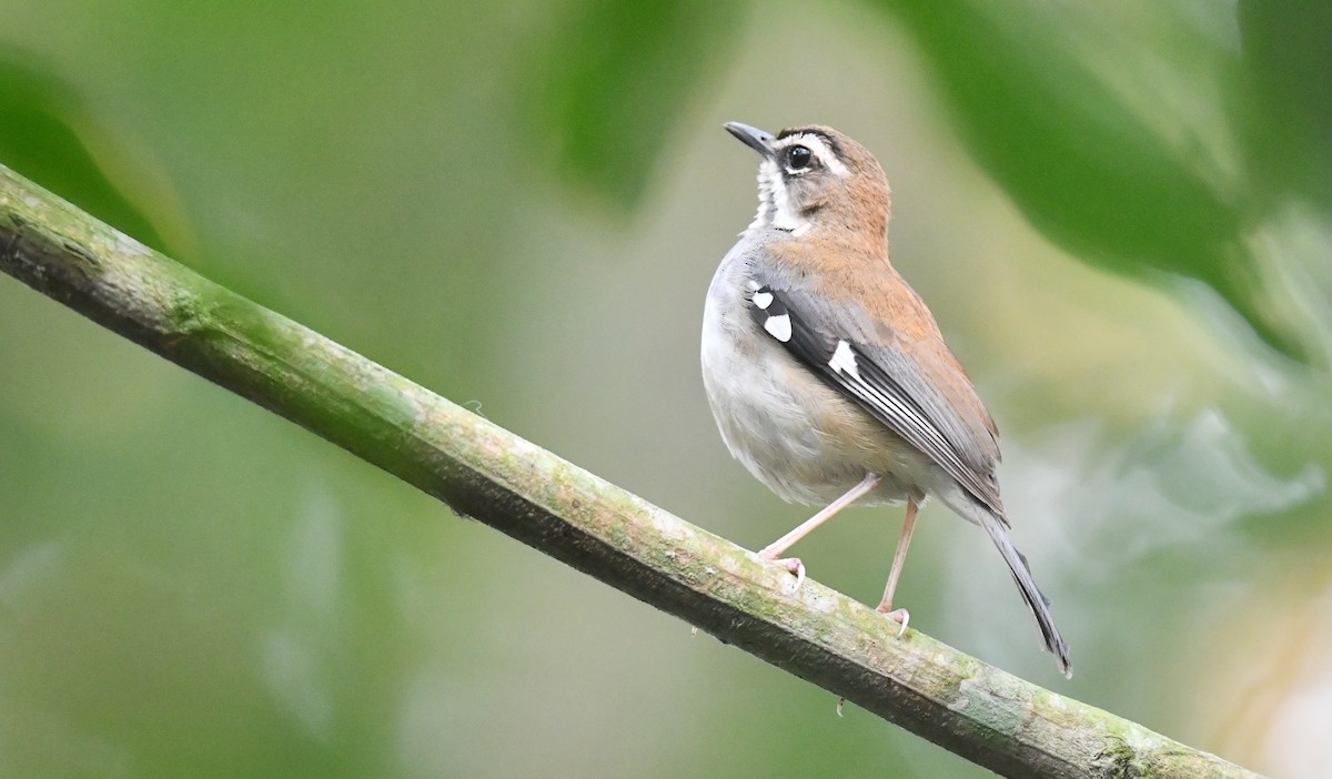 Forest Scrub-Robin (Huila) - ML625286420