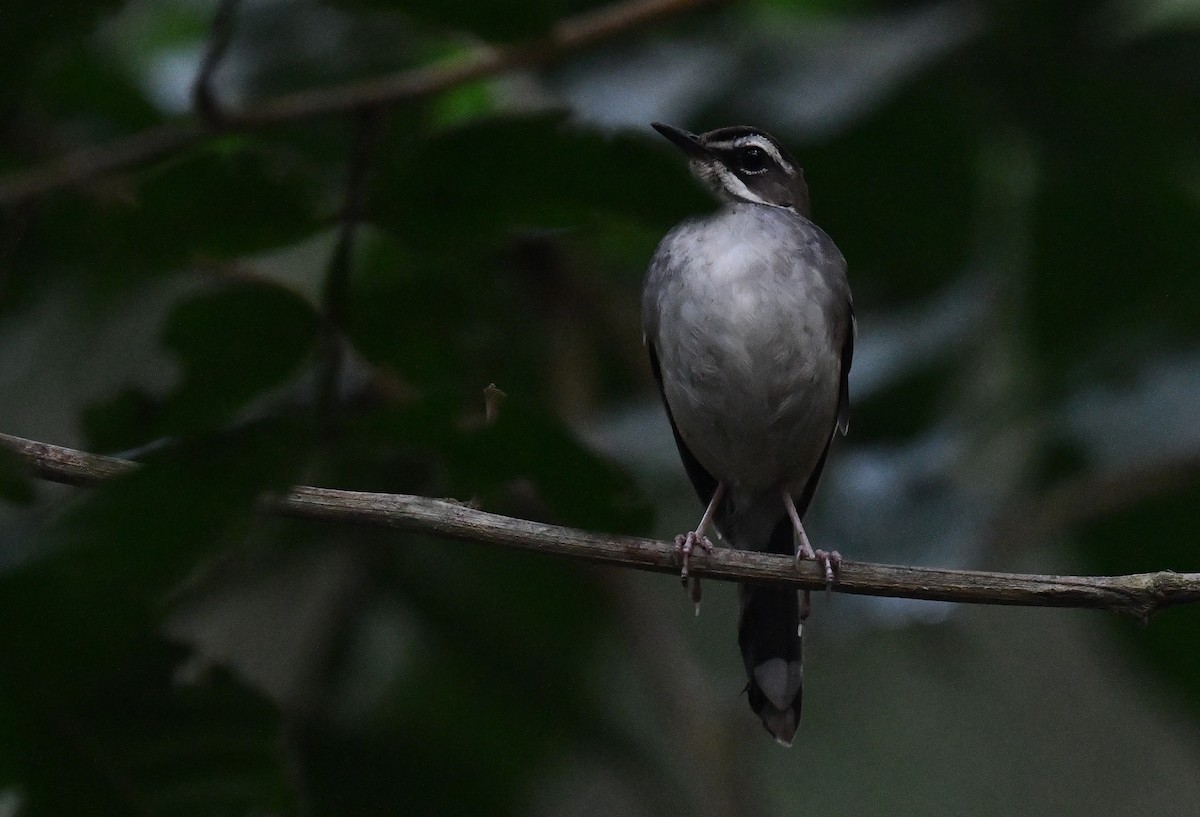 Forest Scrub-Robin (Huila) - ML625286421