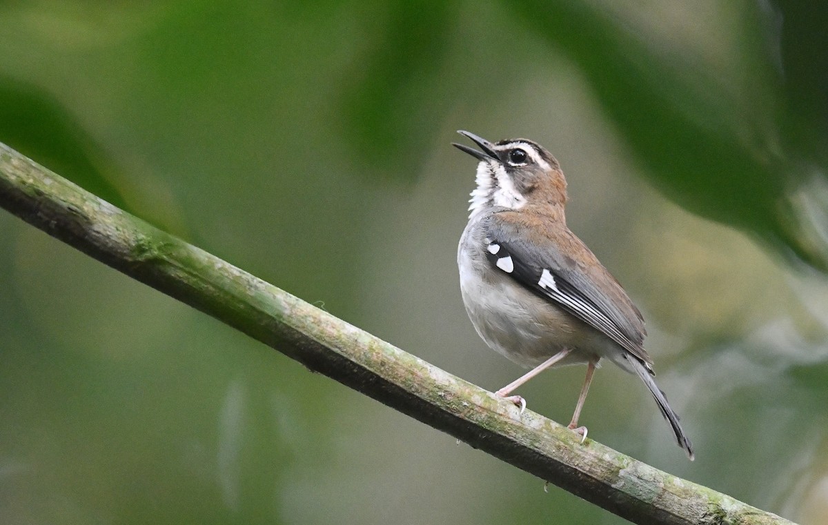 Forest Scrub-Robin (Huila) - ML625286424