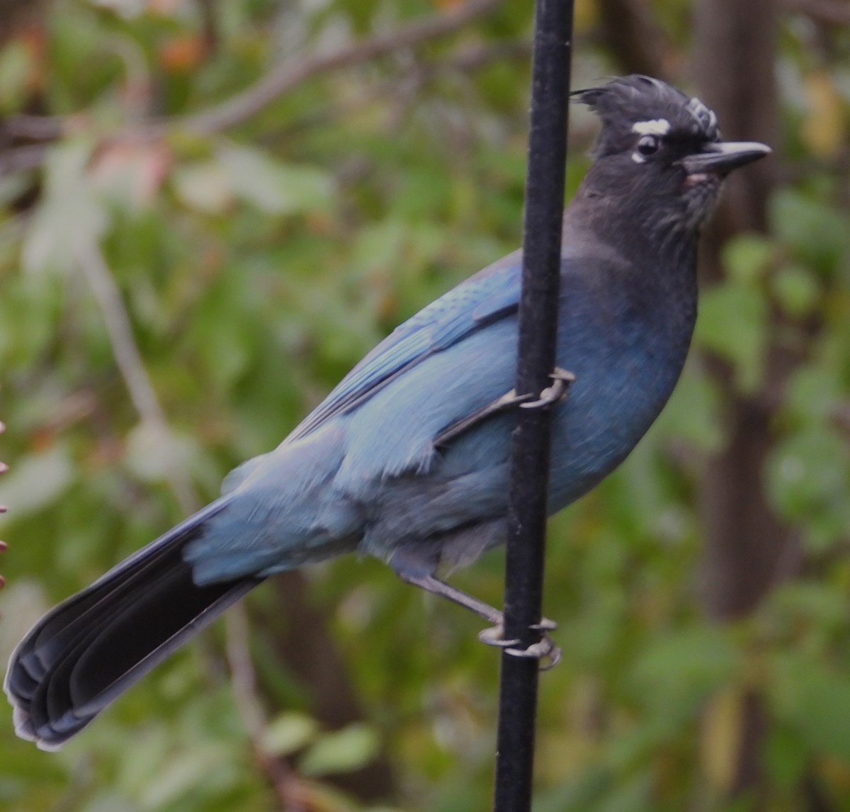 Steller's Jay - ML625286493