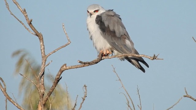 Black-winged Kite - ML625286494