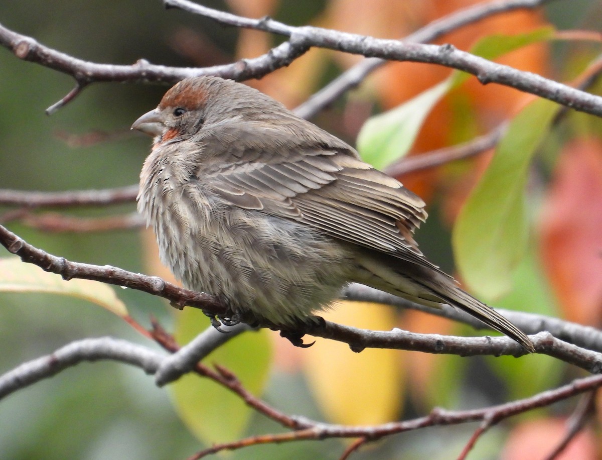 House Finch - ML625286512