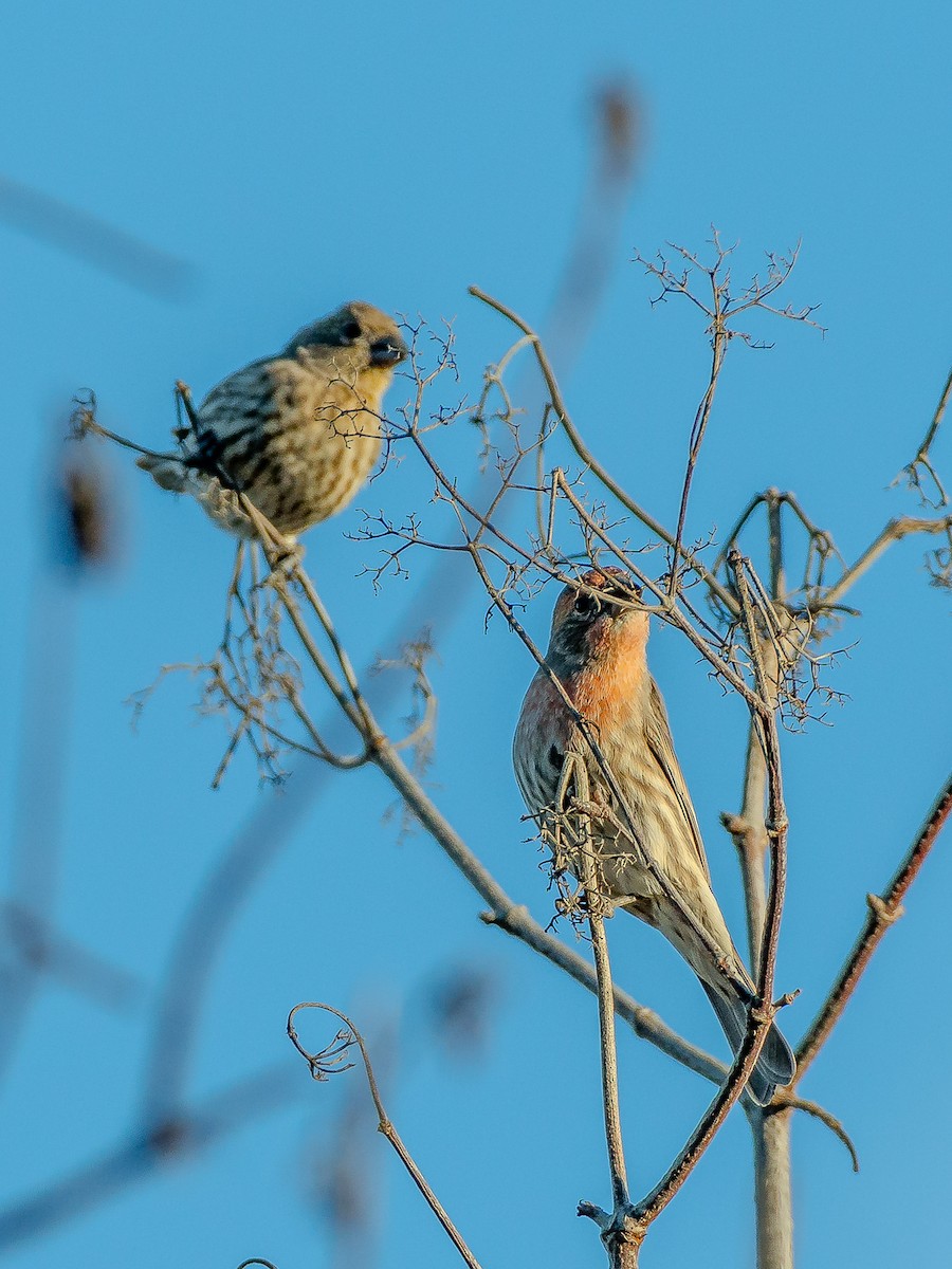 House Finch - ML625286573