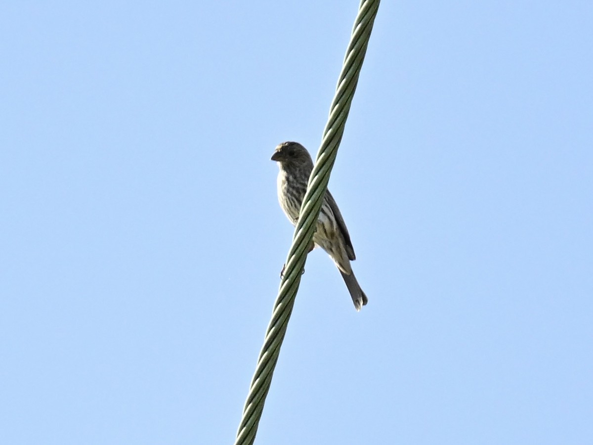 House Finch - ML625286615