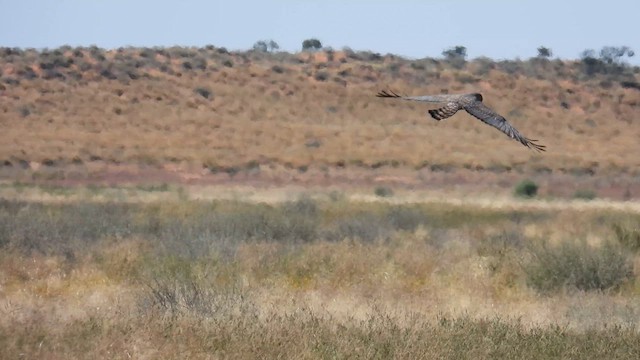 Spotted Harrier - ML625286624