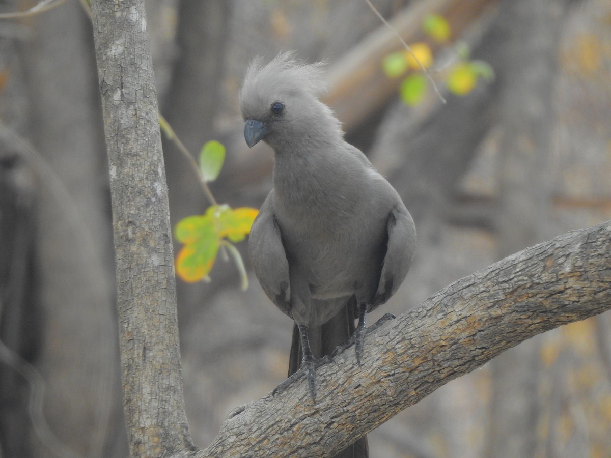 Gray Go-away-bird - ML625286652