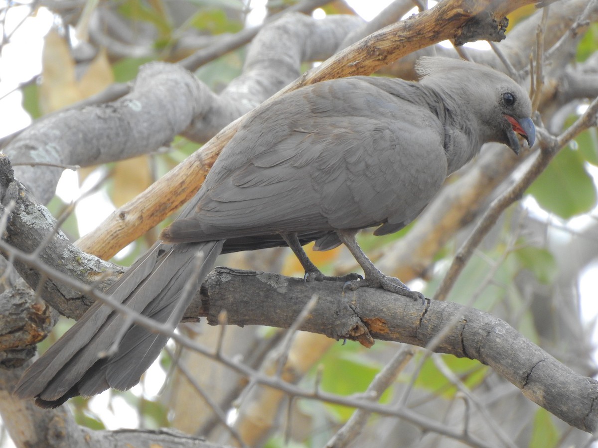 Gray Go-away-bird - ML625286688