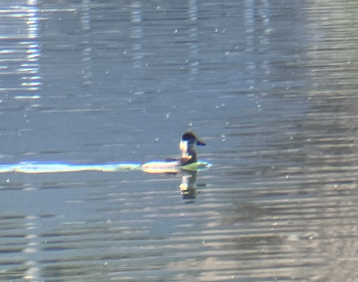 Ruddy Duck - ML625286761