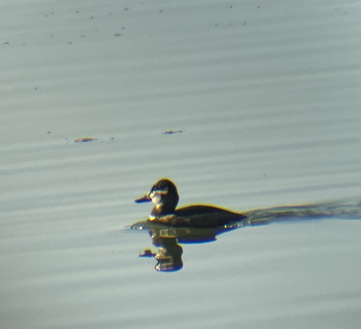 Ruddy Duck - ML625286762