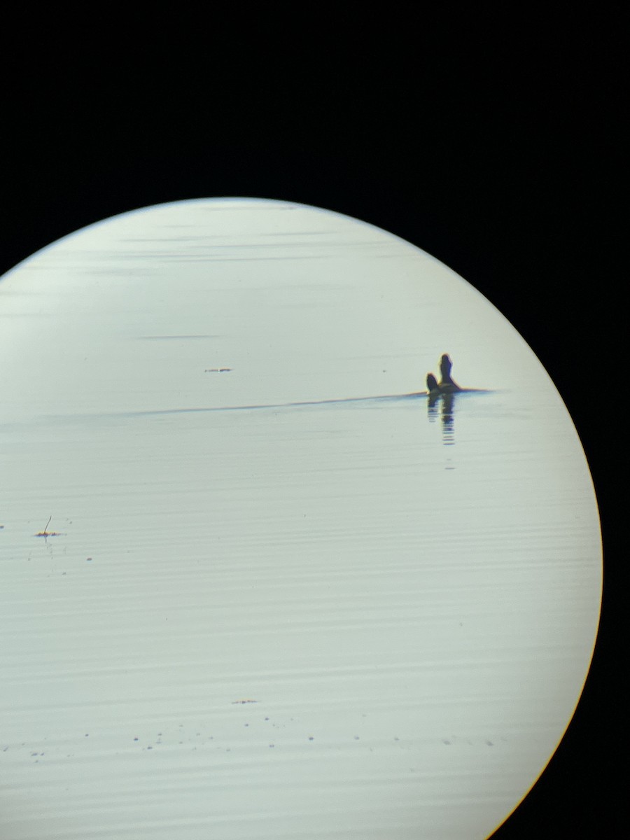 Ruddy Duck - ML625286763