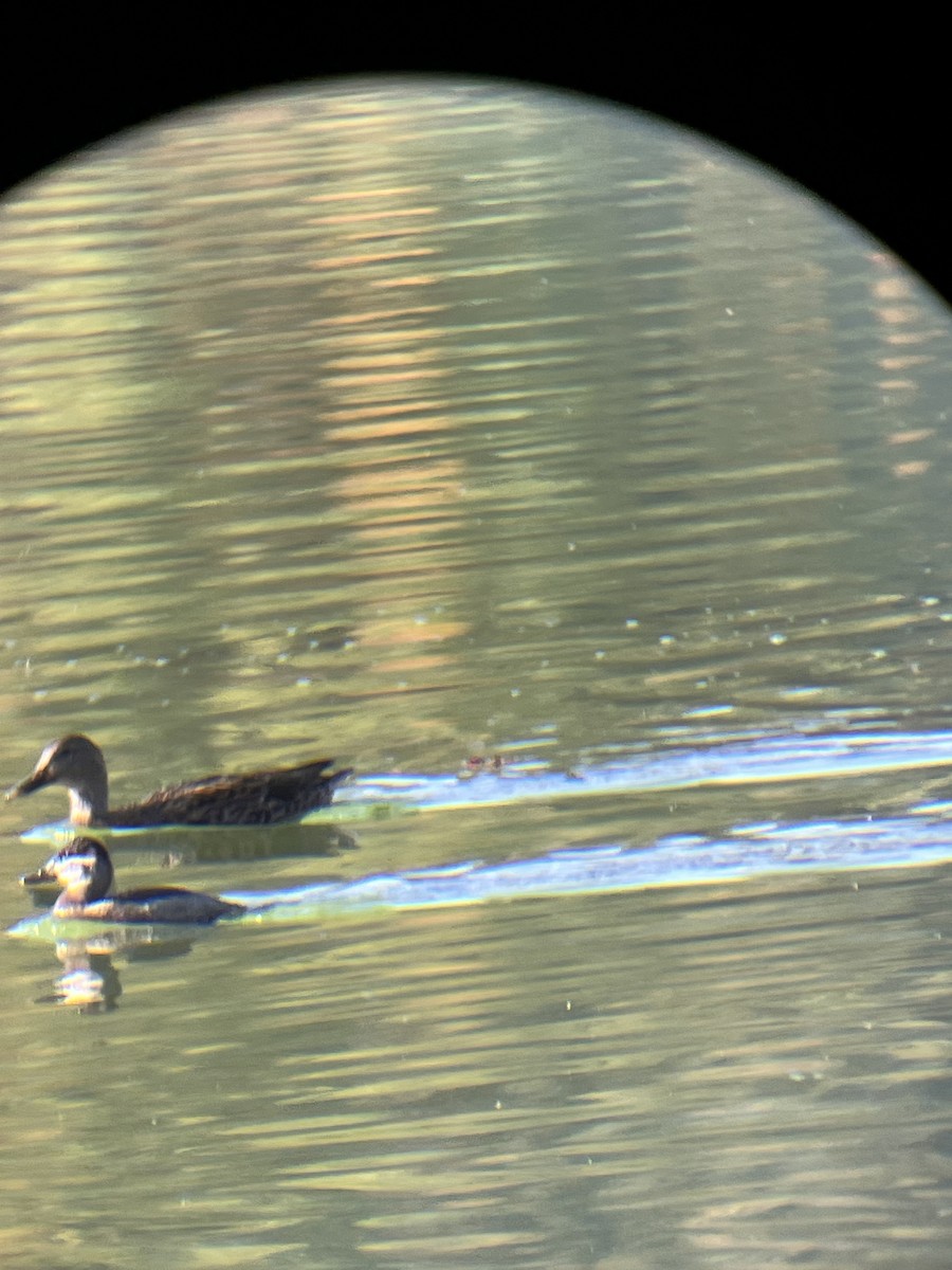 Ruddy Duck - ML625286764