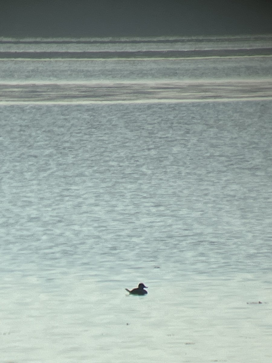 Ruddy Duck - ML625286765