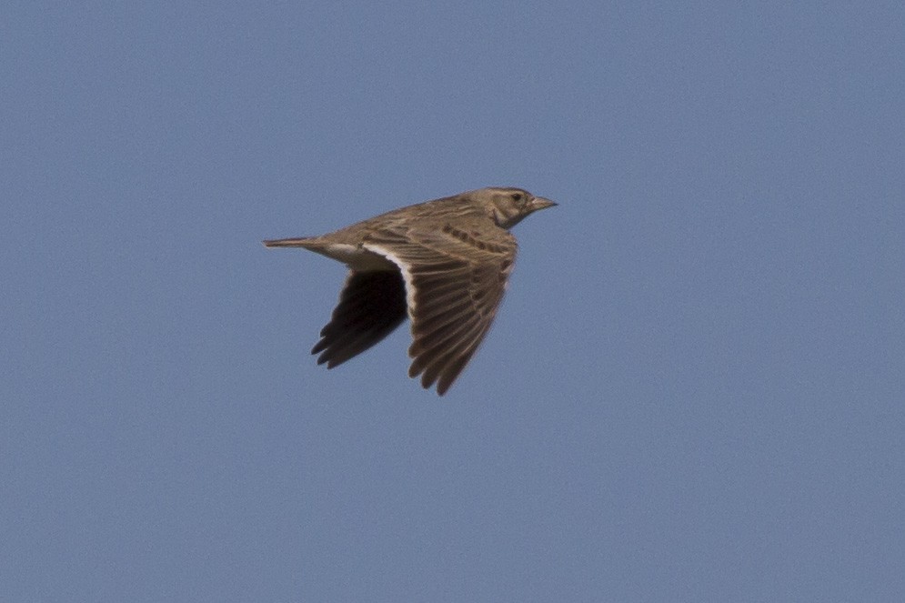 עפרוני ענק - ML625286826