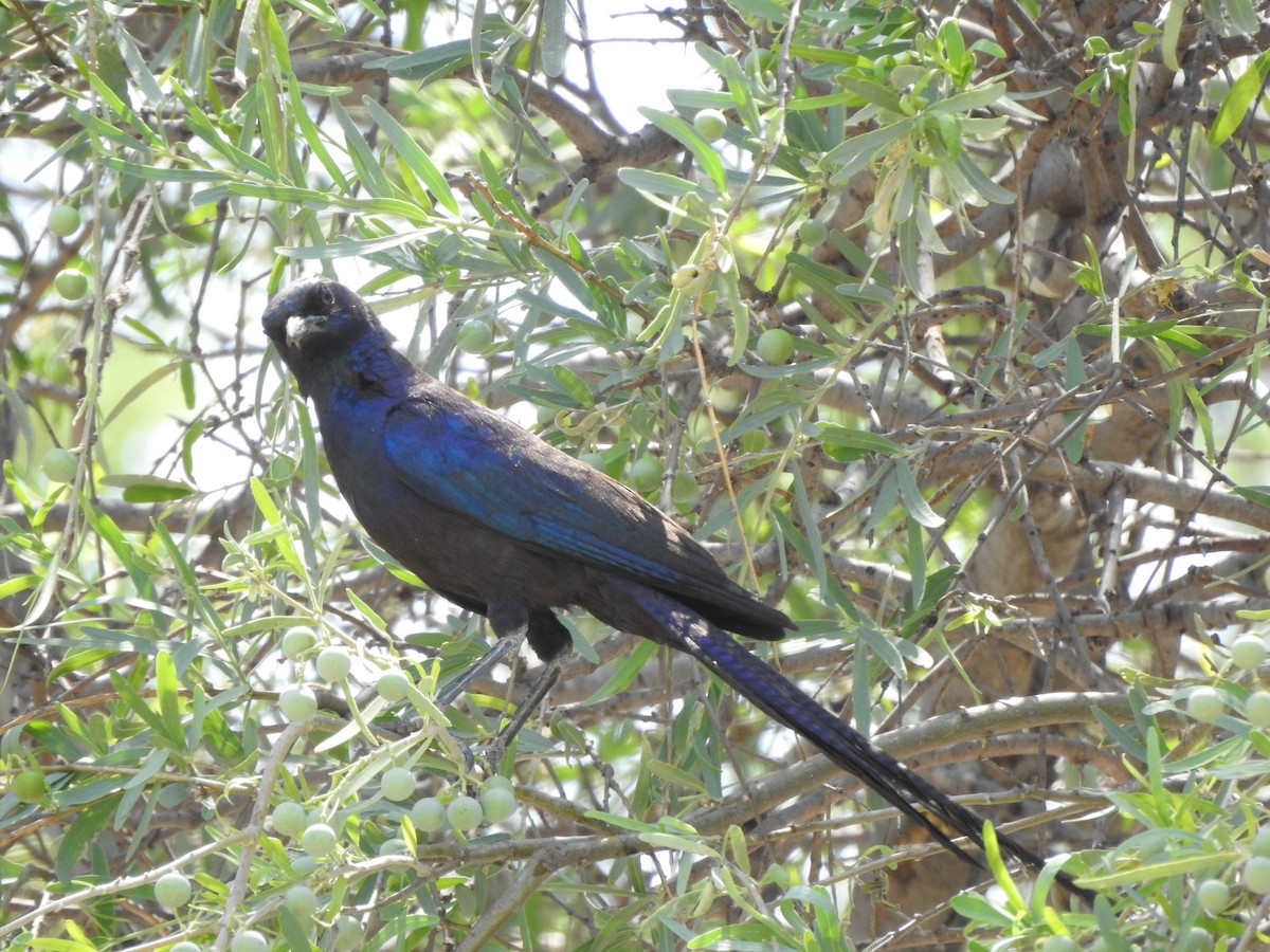 Burchell's Starling - ML625286833