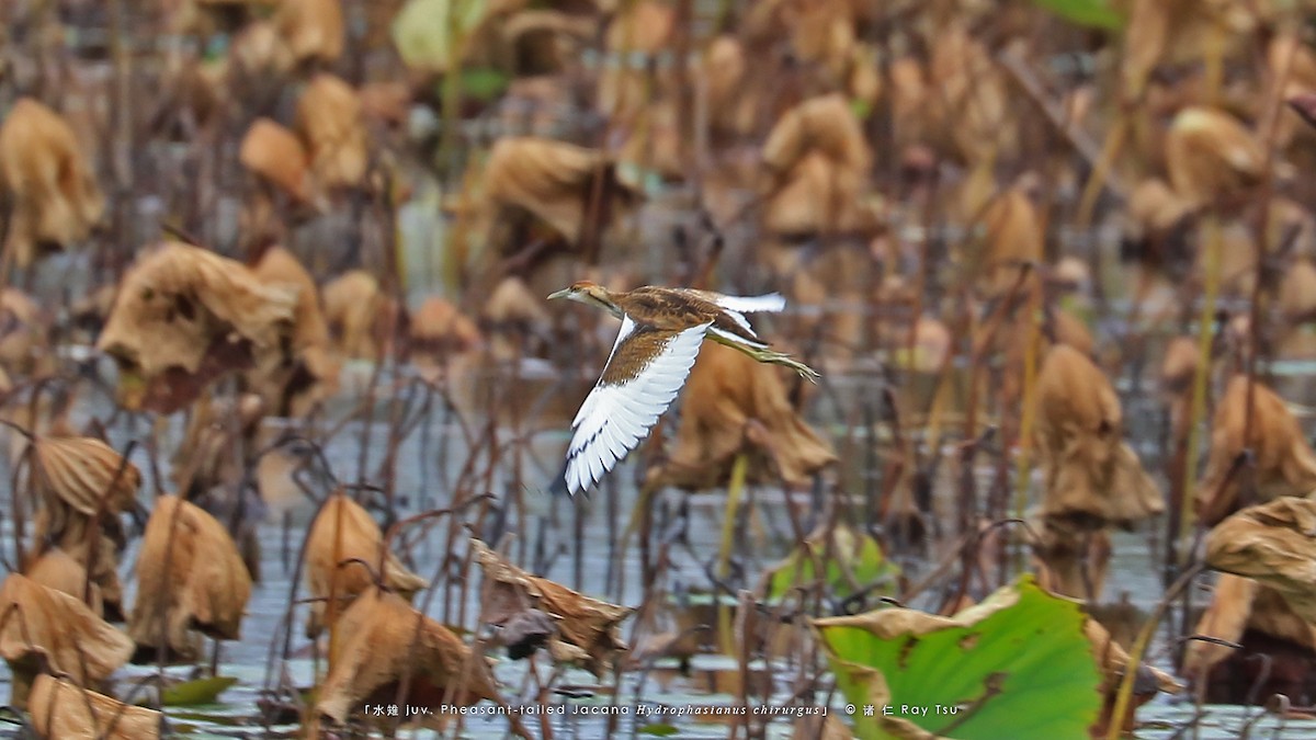 Pheasant-tailed Jacana - Ray Tsu 诸 仁