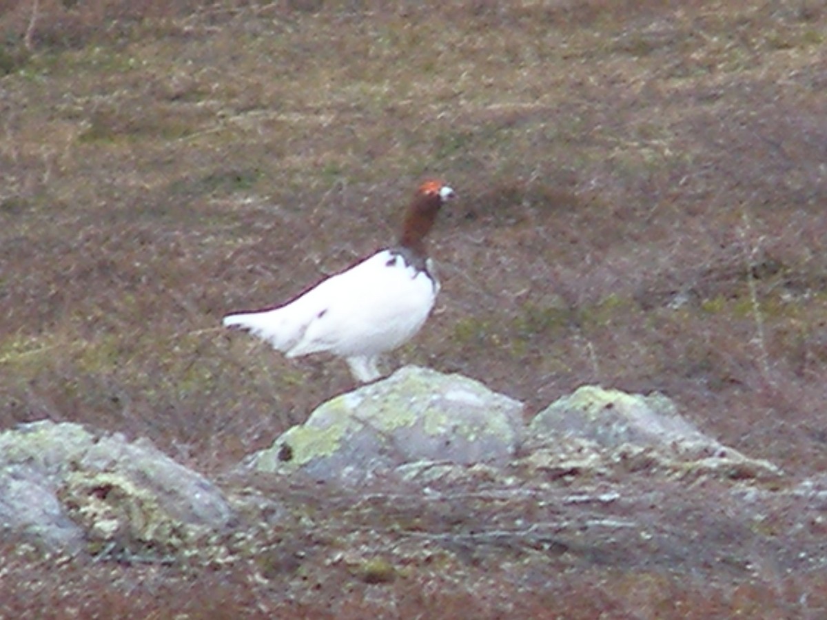 Willow Ptarmigan - ML625286879