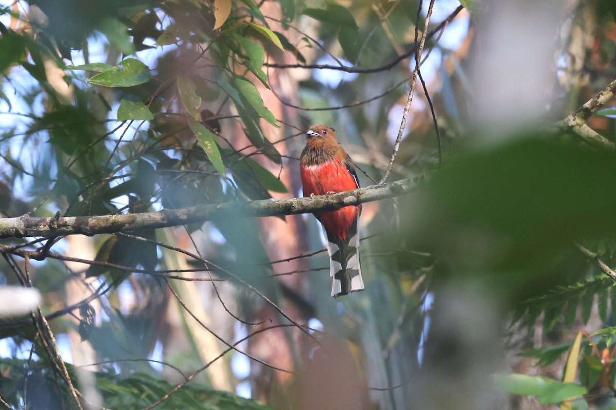 Red-headed Trogon - ML625286918