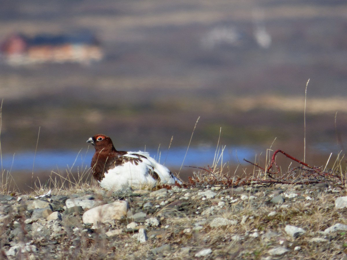 Willow Ptarmigan - ML625286974