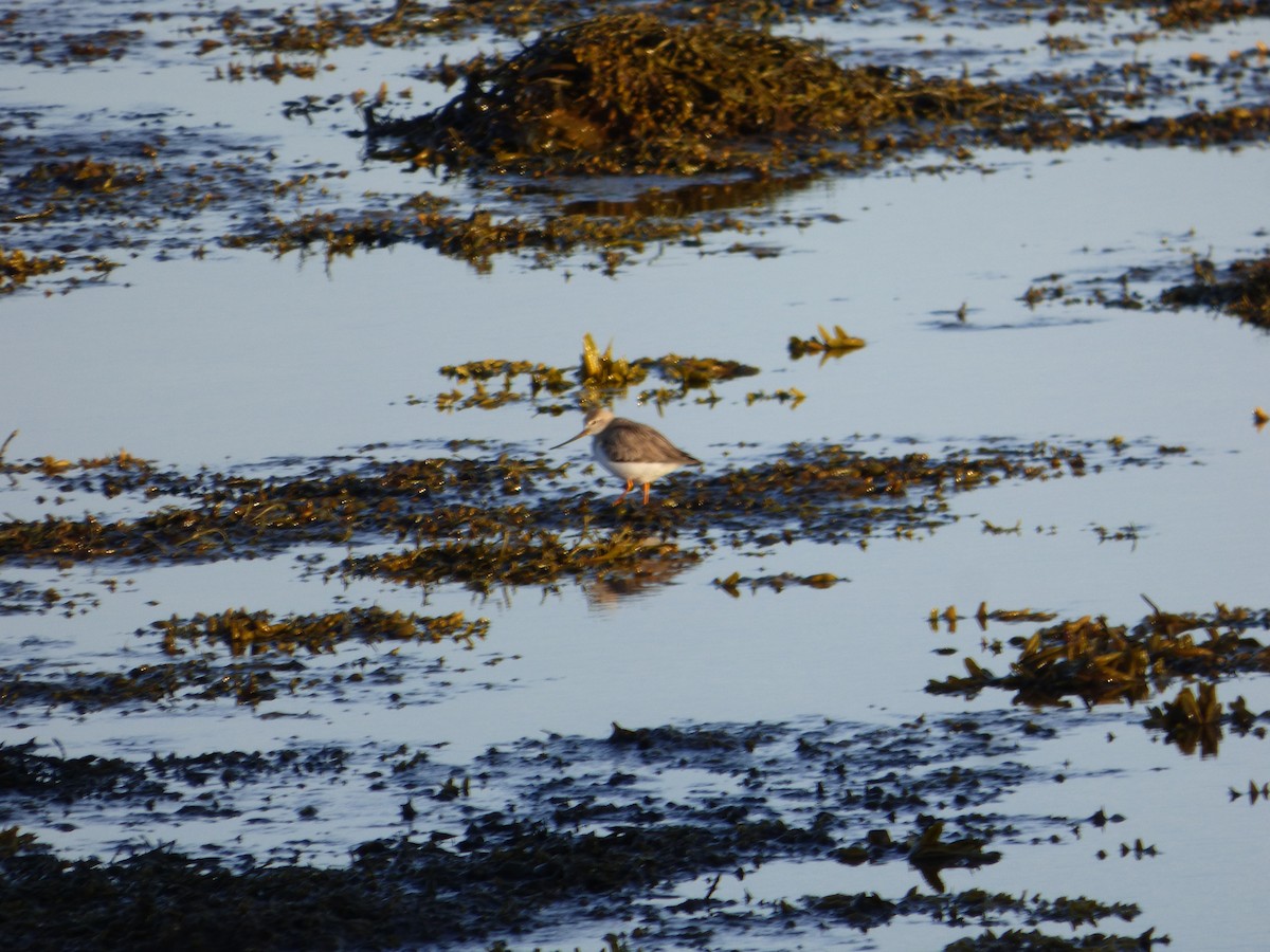 Terek Sandpiper - ML625287081