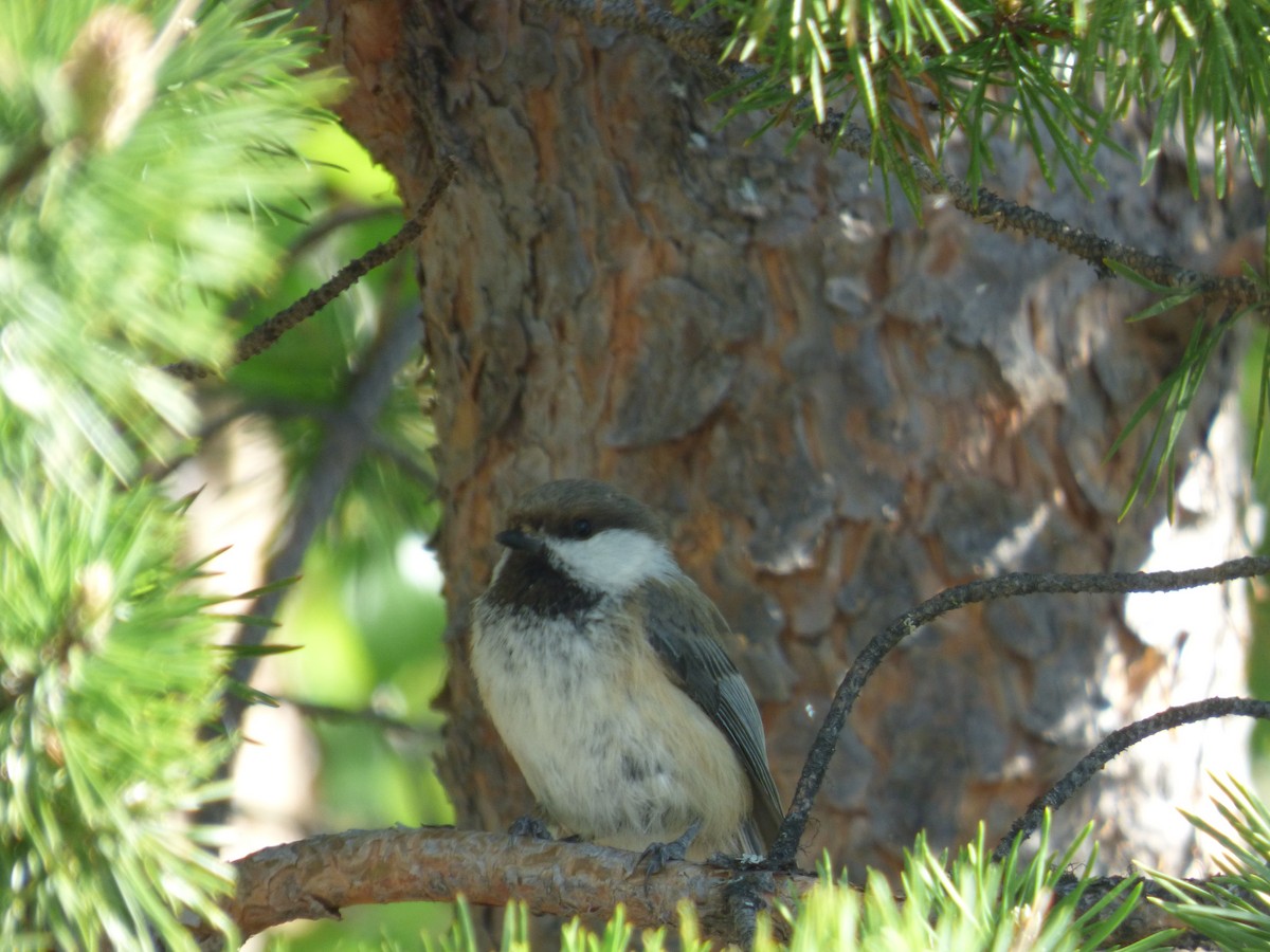 Gray-headed Chickadee - ML625287223