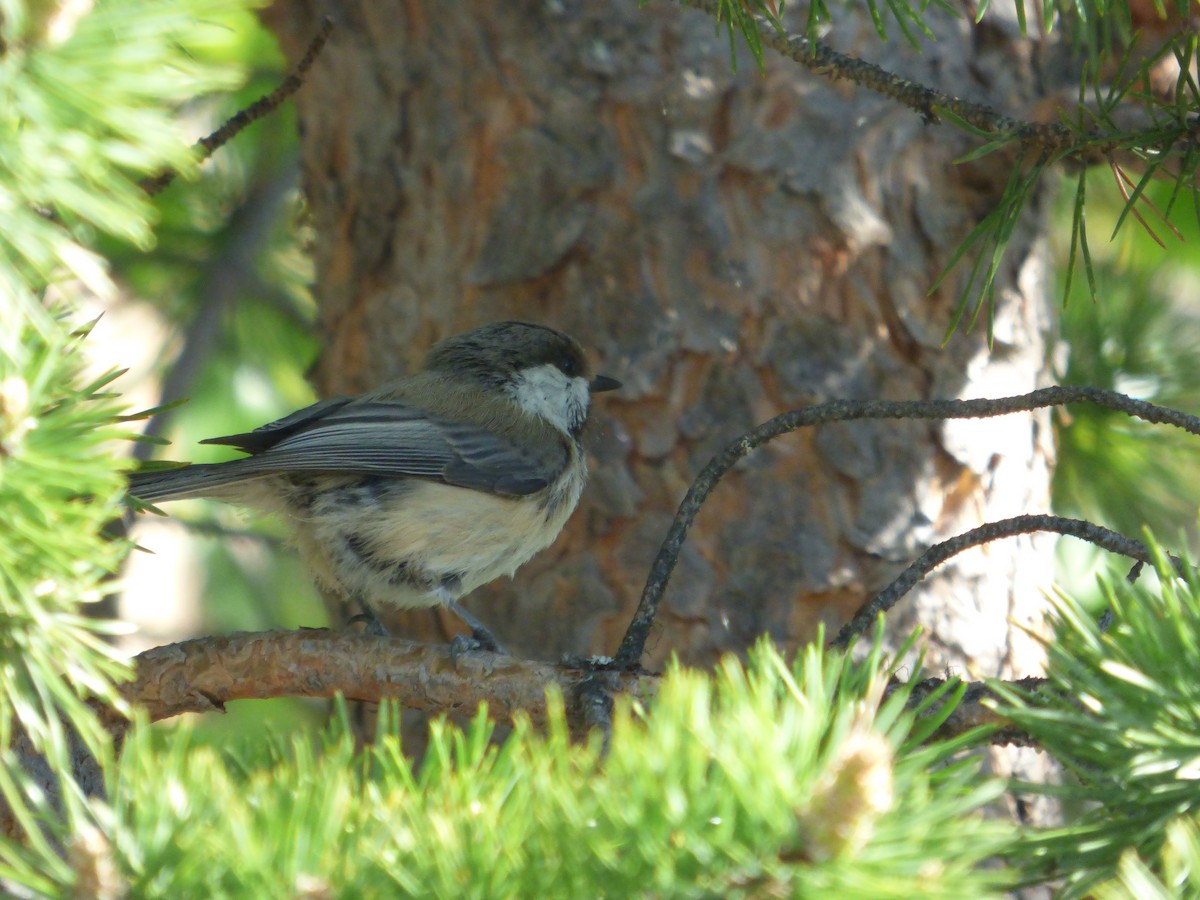 Gray-headed Chickadee - ML625287244