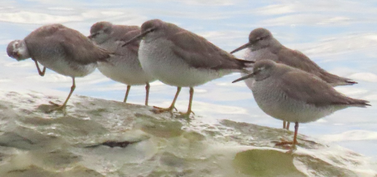 Gray-tailed Tattler - ML625287398