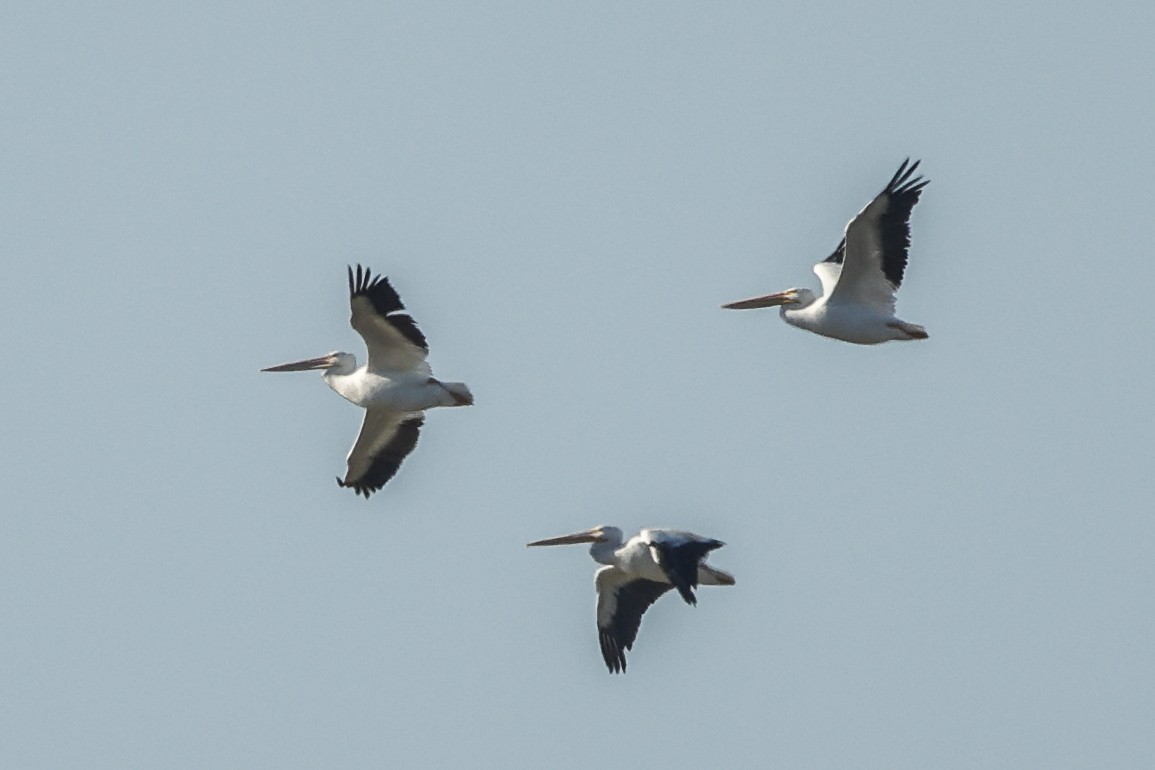 American White Pelican - ML625287404