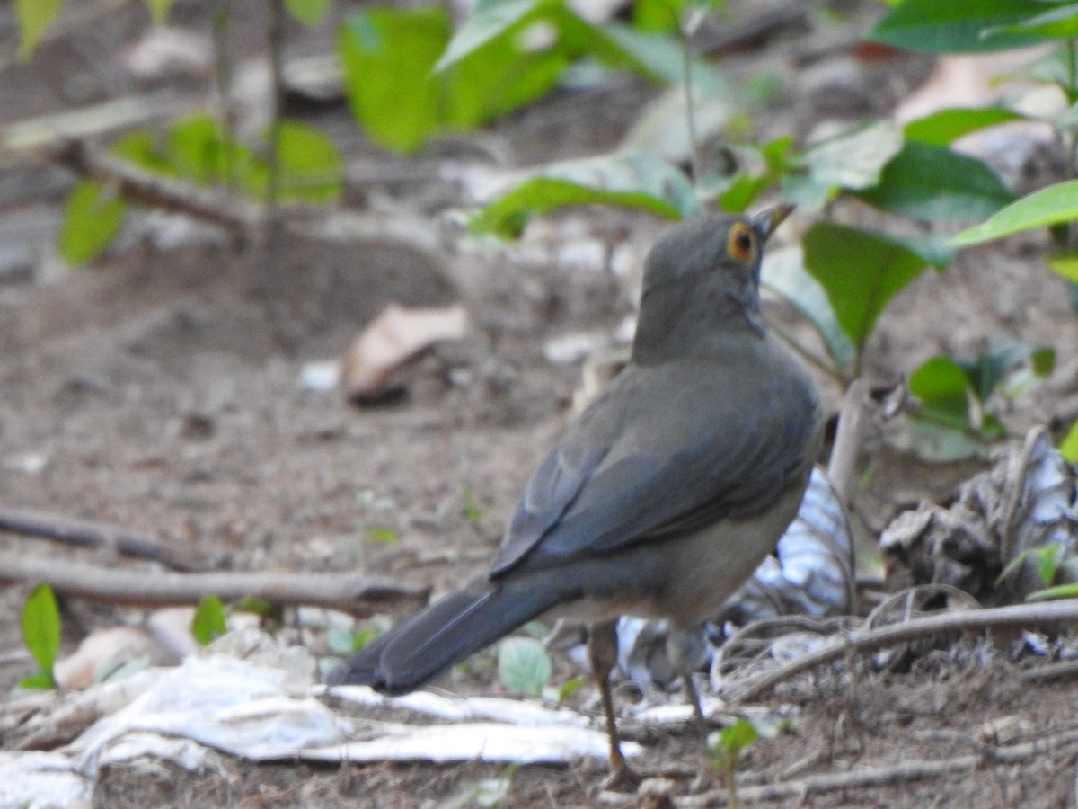 Spectacled Thrush - ML625287413