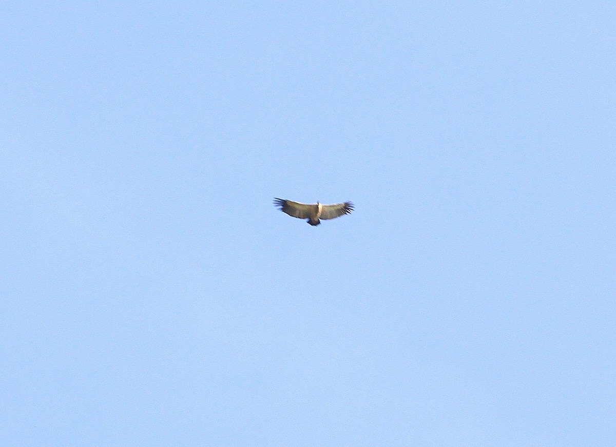 Cape Griffon - ML625287486