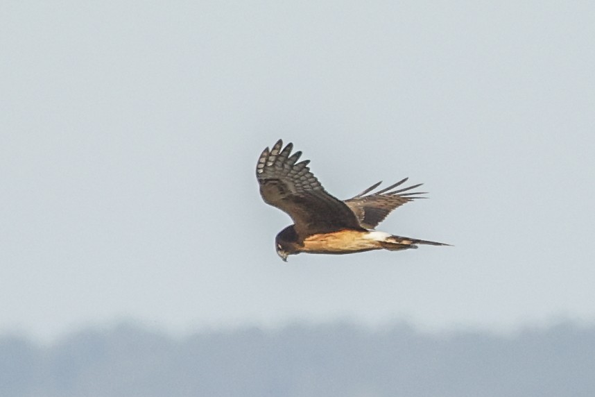 Northern Harrier - ML625287500