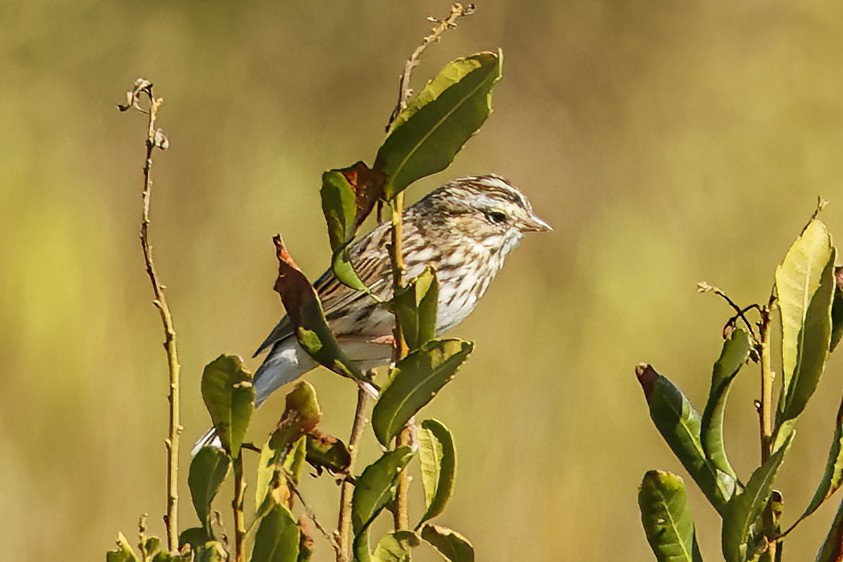 Savannah Sparrow - ML625287513