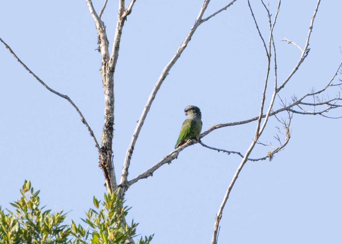 Scaly-headed Parrot - ML625287521