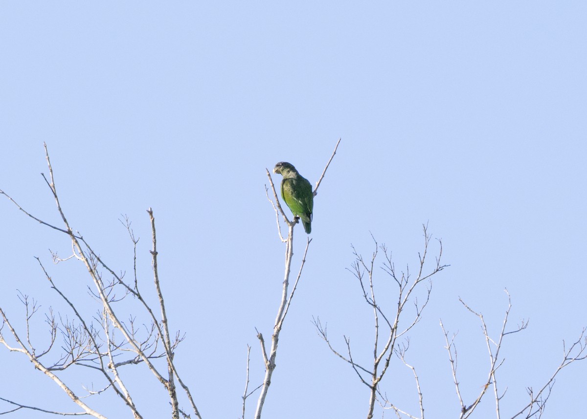 Scaly-headed Parrot - ML625287522