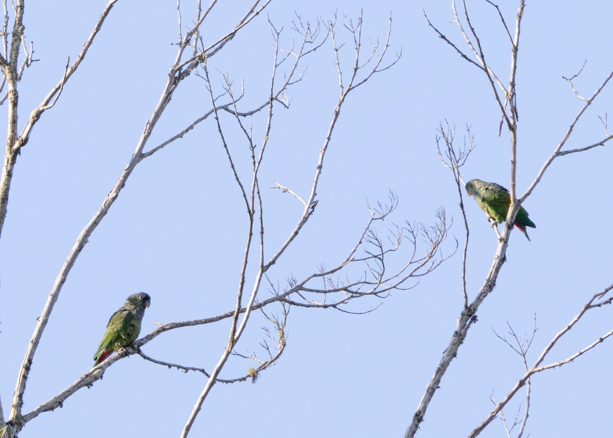 Scaly-headed Parrot - ML625287523